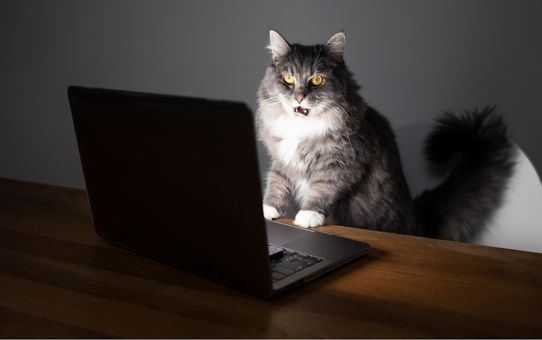 Tekstrovert illustreret af langhåret kat, der sidder ved bærbar computer