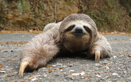 Dovendyr med blikket mod tilskueren som billede på langsomhed